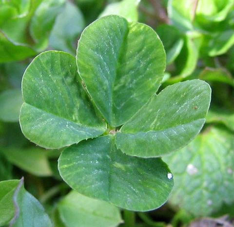 Leaf